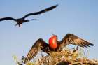 Male frigate bird staying back to guard the nest while showing his colors. Galapagos, Ecuador. Art Print